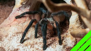 Rehousing Feisty Tarantulas Monocentropus balfouri Communal [upl. by Rebhun]