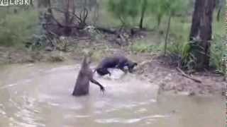 Shocking Moment Kangaroo Tries To Drown A Dog [upl. by Enilrem]