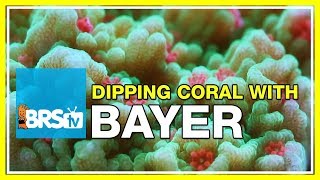 FAQ 26 Using Bayer as a coral dip  What recipe do we use [upl. by Hamon524]