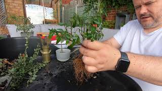 Starting Cotoneaster Bonsai [upl. by Ecissej]