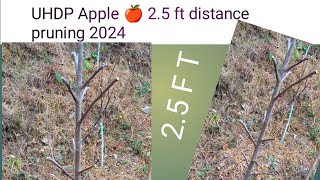 UHDP 25 Ft Distance Apple 🍎 plants Pruning 2024Dekhna na bhule [upl. by Afas988]