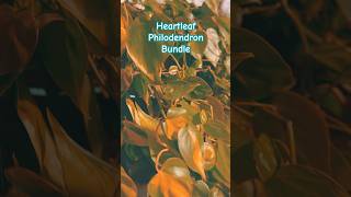 Heartleaf Philodendron plantspam plantshorts houseplants vining heartleaf philodendron plants [upl. by Asilanom]