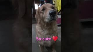 Janwar bolte h doglover dog cute puppy youtubeshorts shorts goldenretriever [upl. by Urbanus]