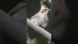 ミヤマホオジロ♀Emberiza elegans♀471野鳥shorts [upl. by Asilegna]