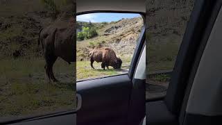 Bison Driveby [upl. by Duyne]