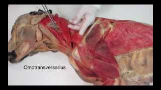 Veterinary anatomy dog muscles thoracic limb 1 of 3 [upl. by Warfore]