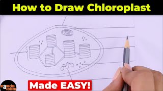 How to Draw Chloroplast Diagram Easily [upl. by Marcia]