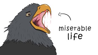 Why It Sucks to Be Born as a Black Eagle [upl. by Martie]