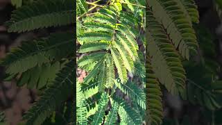 Mimosa Tree Startup dmvlife outdoorlife beautifulday arbor naturephotography [upl. by Adraynek]