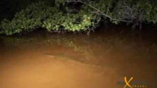 Holbox or Isla Holbox  Crocodile Watching [upl. by Pevzner572]