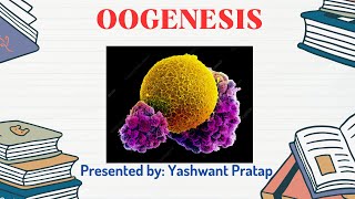 OOGENESIS  EGG FORMATION MECHANISM [upl. by Rehpatsirhc]