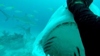 How to Dive with Tiger Sharks [upl. by Piper]