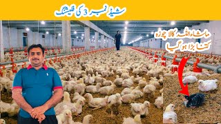 Control shed Broiler Chicken Day 15  Broiler Chicken Poultry farming  Amin Hamid Dar [upl. by Lyrradal]