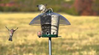 KFeeders Carousel Wild Bird Feeder mounted [upl. by Ttehr40]