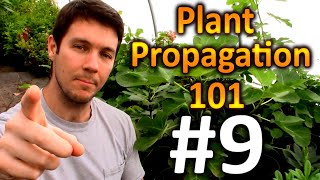 Plant Propagation 101 9  Does Bottom Heat Help Cuttings Root Faster [upl. by Yklam494]