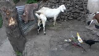 Amazing goat and boy t village l Beautiful Video [upl. by Pasol321]