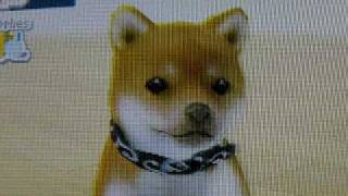 Nintendogs Shiba Inu Bree Tricks list [upl. by Notselrahc]