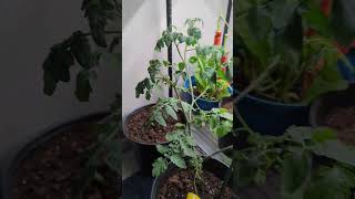 How To Hand Pollinate Tomato Plant indoors🍅  Simple indoorplants tomato viral [upl. by Kerekes]