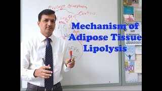 Mechanism of Adipose Tissue Lipolysis [upl. by Clower]