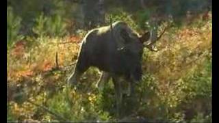 Moose in Norway [upl. by Borras357]