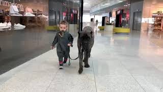 cane corso in shopping center with baby [upl. by Earehc]