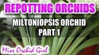 Repotting my new Orchid  Miltoniopsis Herr Alexander part 1 [upl. by Enileve]