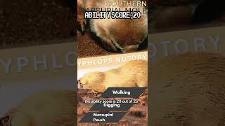 Southern Marsupial Mole Ranking animals wildlife australia facts [upl. by Ewold]