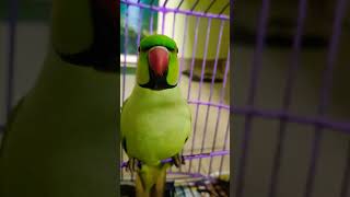 ടാറ്റാ  parrot talking Malayalam shorts parrot parrottalking pets parrotvideo [upl. by Dunton860]