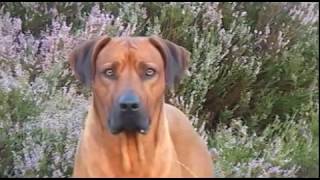 Rhodesian Ridgeback Biography part V [upl. by Arema]