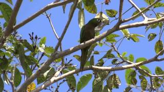 Aratinga nana Olivethroated Parakeet  Perico azteca [upl. by Malcom]