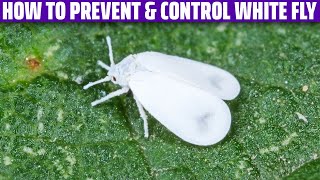 White Fly – How to prevent and control it [upl. by Sidonia]