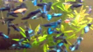 Guppy Fantastic Moscow Blue and Purple Males [upl. by Maurili]