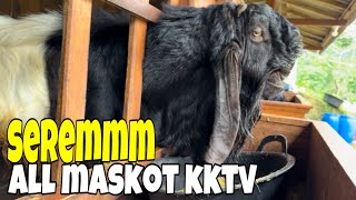 KONDISI ALL MASKOT KKTV  ADA YANG FULL GEMUK DENGAN PAKAN INI [upl. by Frisse778]