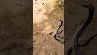 mongoose Vs cobra interesting facts [upl. by Honoria]