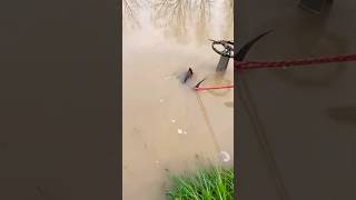 Rescue Big Turtle Stuck in Flooded Pipe rescue rescueanimals unclog satisfying trend shorts [upl. by Acenom154]