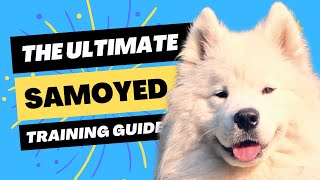 How to Train Your Samoyed Tips From the Pros 🐻‍❄️ [upl. by Ytsirk]