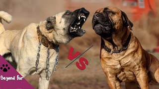 Boerboel vs KangalFight Comparison [upl. by Tsyhtema]