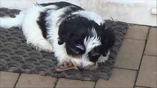 Havaneser Welpen spielen  Havanese puppies play [upl. by Jalbert]