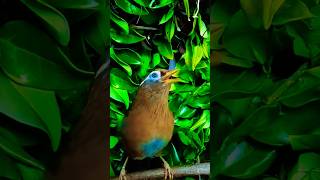 The melodic laughingthrush sometimes known as the Chinese hwamei is a passerine bird 🐦 shorts [upl. by Monjo272]