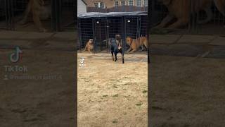 Male Rottweiler visits Massive Mastiffs  Boerboels and Presa Canario’s [upl. by Yrevi888]