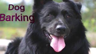 Stop dog barking at other dogs  bhaiya choudhary videos [upl. by Fabria74]