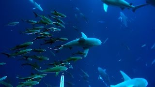 Cobia Spearfishing off Sharks  BOOM [upl. by Atinod]