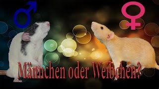 Rattenhaltung aber RICHTIG Männchen oder Weibchen [upl. by Chev]