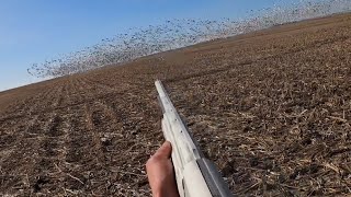 Solo Spring Snow Goose Jump 20 birds [upl. by Margaret698]