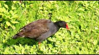 Moorhen Bird Call Bird Song [upl. by Tuhn]