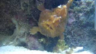 Monster Frog FIsh in Reef Tank Eating [upl. by Ilyak]