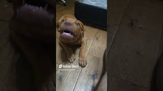 Dogue de Bordeaux puppy edits short [upl. by Lana]