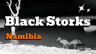 Namibia Safarihoek Live Wildlife Cam Bociany Czarne  Noc  Black Storks  Night 🌜✨🦏 05112024 [upl. by Barbee]