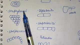 Classification of Bacteriabacilluscoccimicrobiologyshape of bacteriavibrioH pyloripseudomonas [upl. by Mycah335]