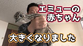 大きくなったよ！エミューの赤ちゃん【エミューの飼い方】 [upl. by Tneicniv]